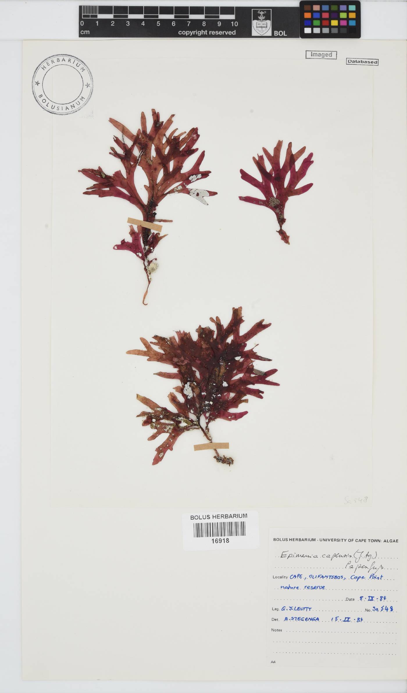 Rhodymeniaceae image