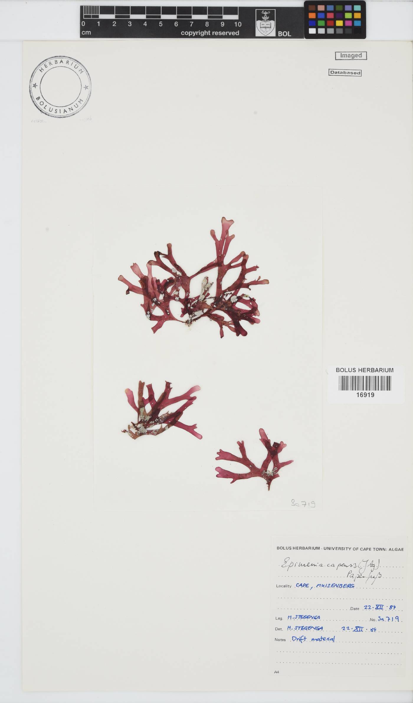 Rhodymenia capensis image