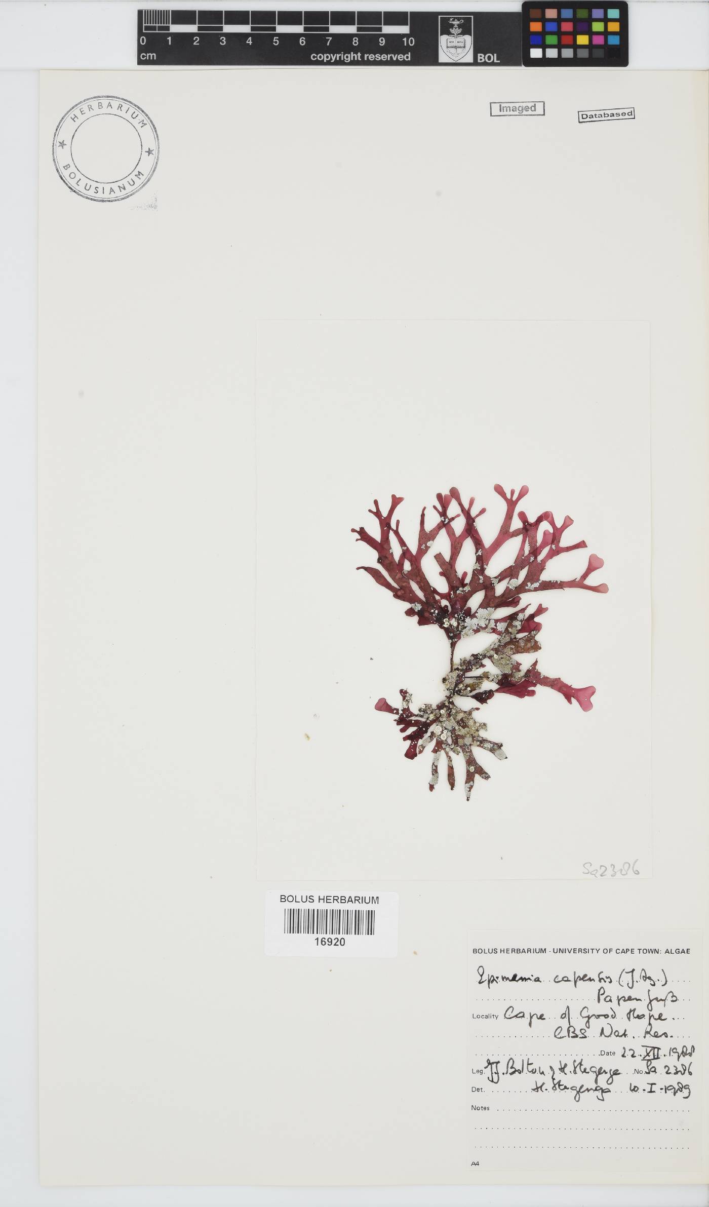Rhodymenia capensis image