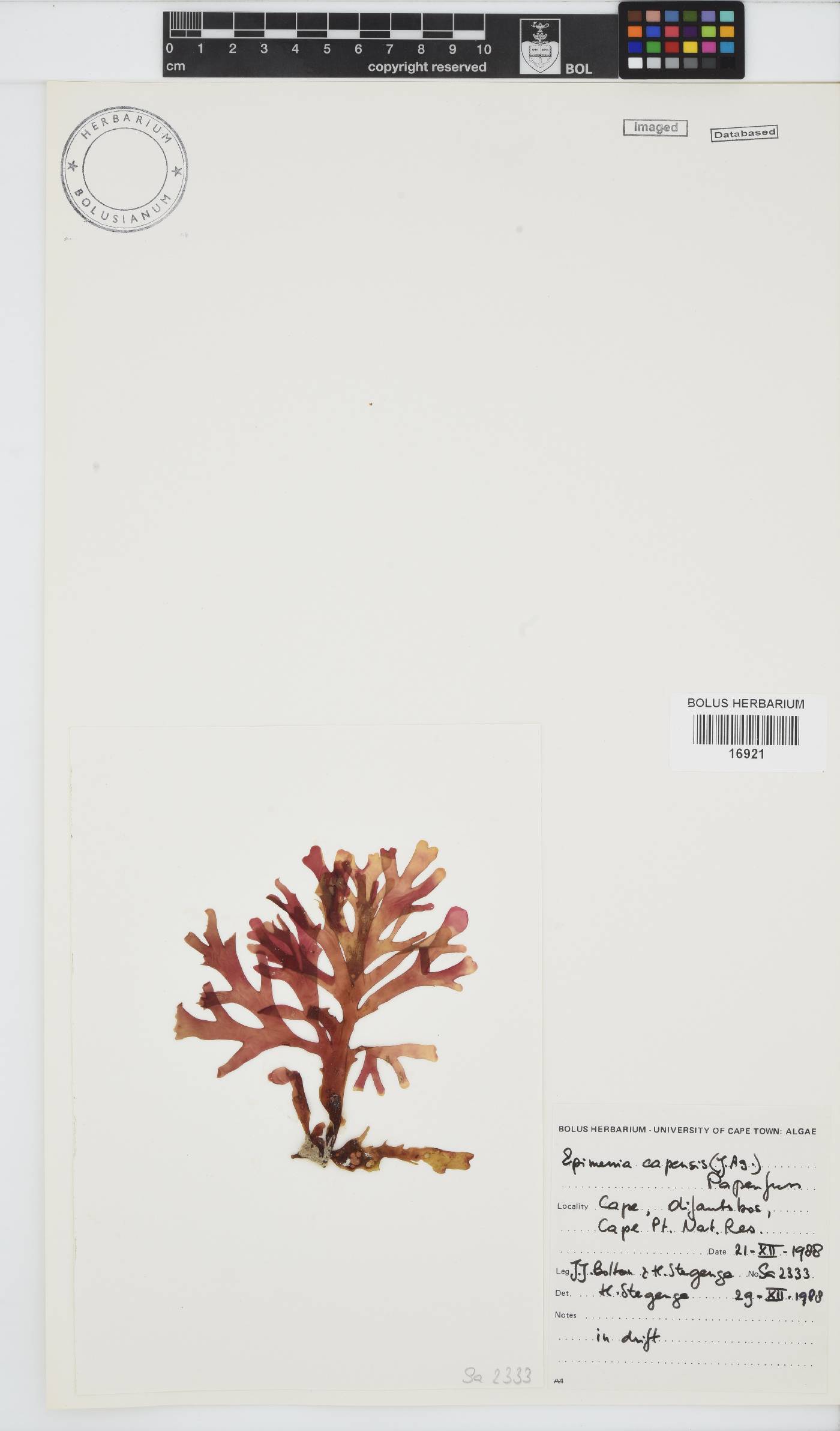 Rhodymenia capensis image