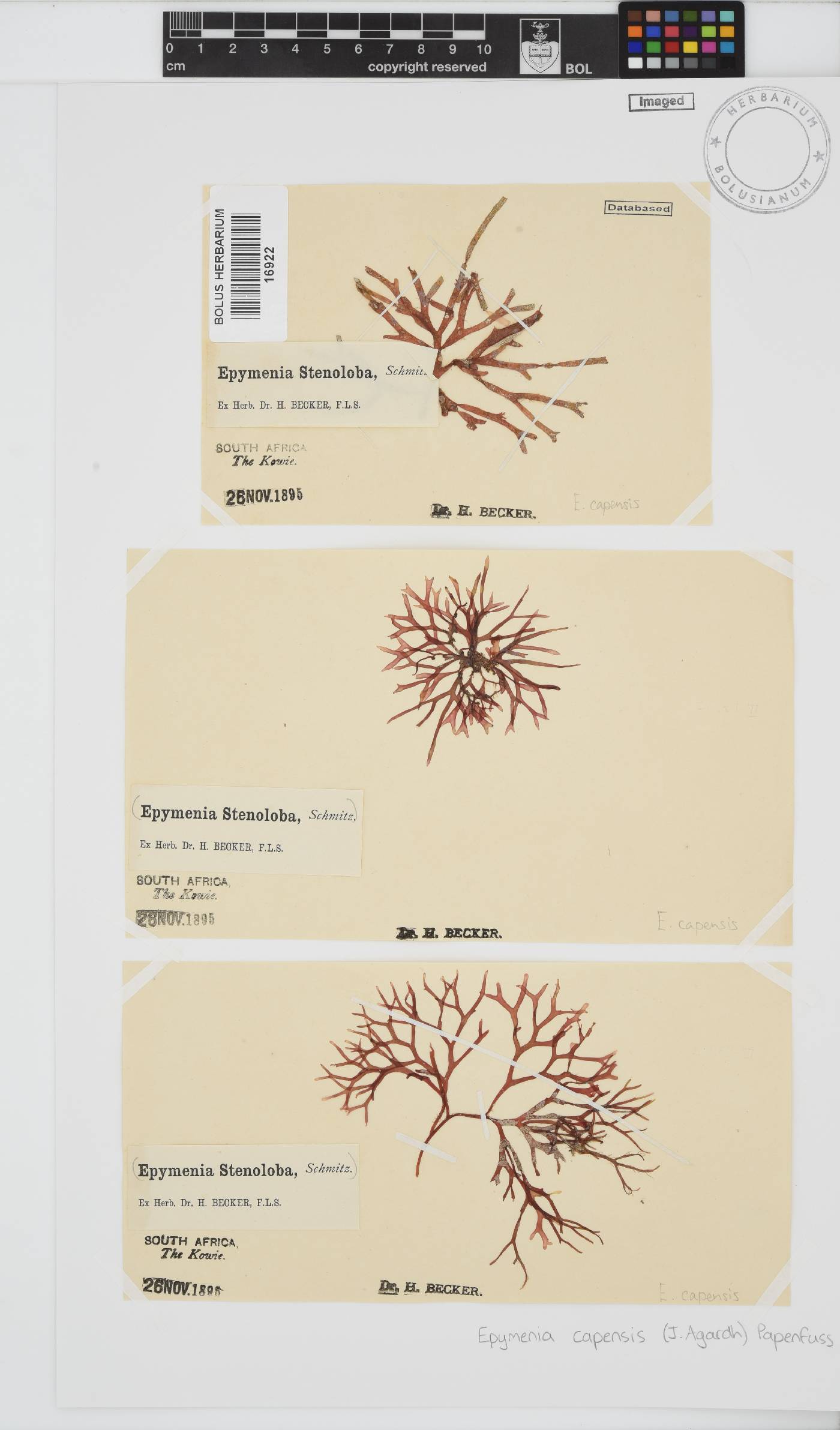 Rhodymenia capensis image
