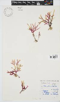 Rhodymenia capensis image