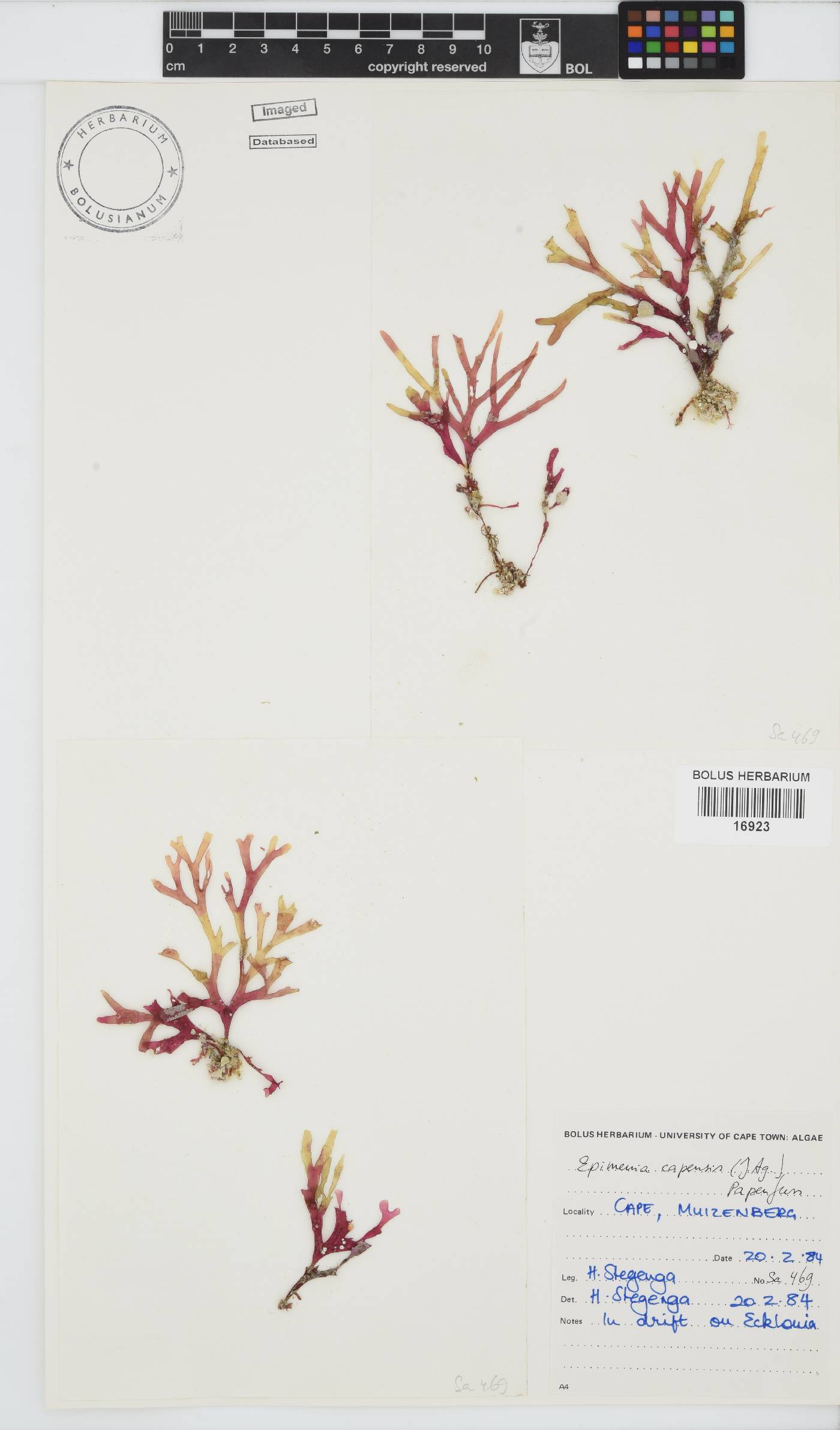 Rhodymenia capensis image
