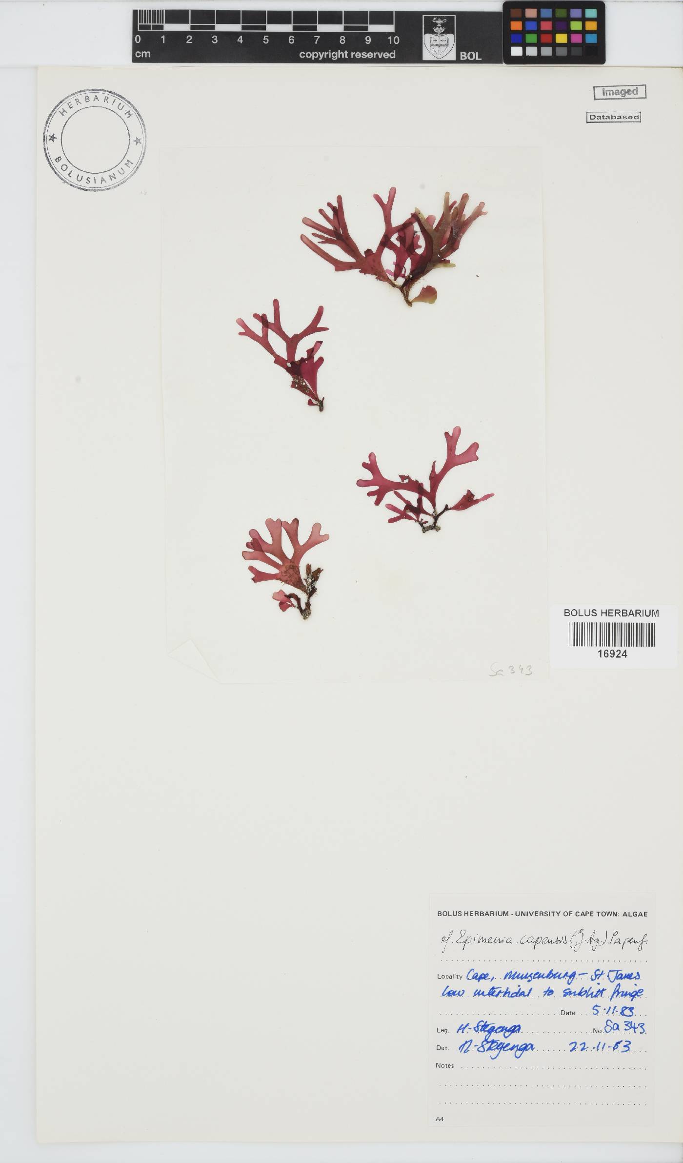 Rhodymenia capensis image