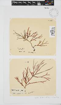 Rhodymenia capensis image