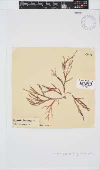 Rhodymenia capensis image