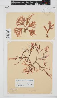Rhodymenia capensis image