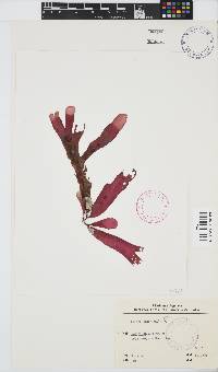 Rhodymenia obtusa image