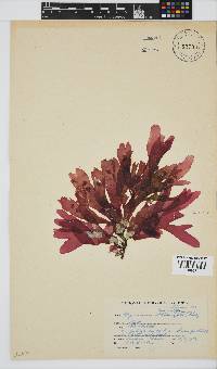 Rhodymenia obtusa image