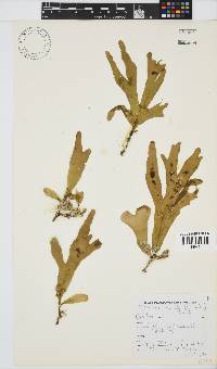 Rhodymenia obtusa image