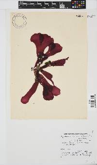 Rhodymenia obtusa image