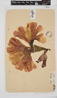 Rhodymenia obtusa image