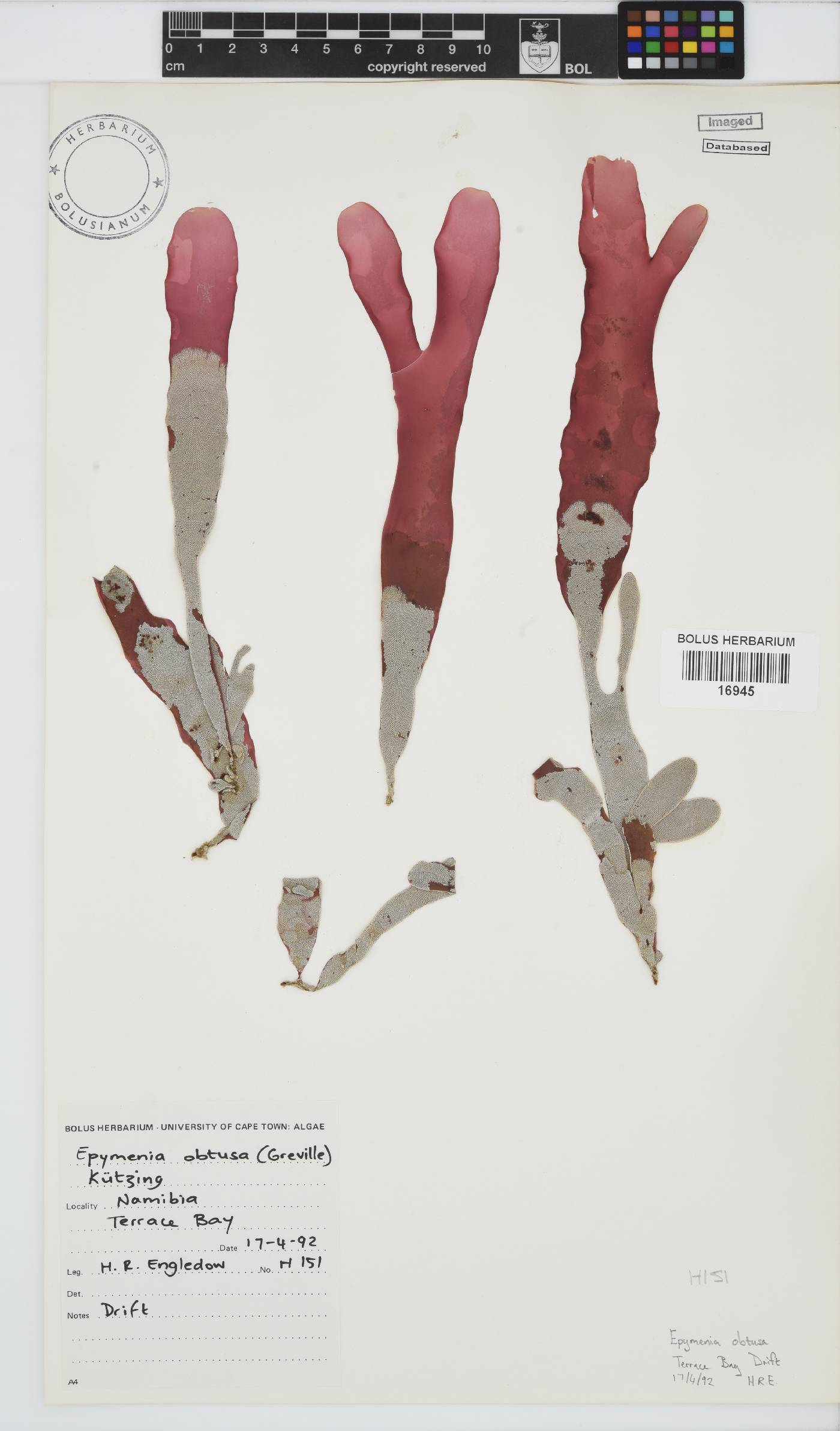 Rhodymenia obtusa image