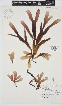 Rhodymenia obtusa image