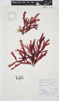 Rhodymenia obtusa image