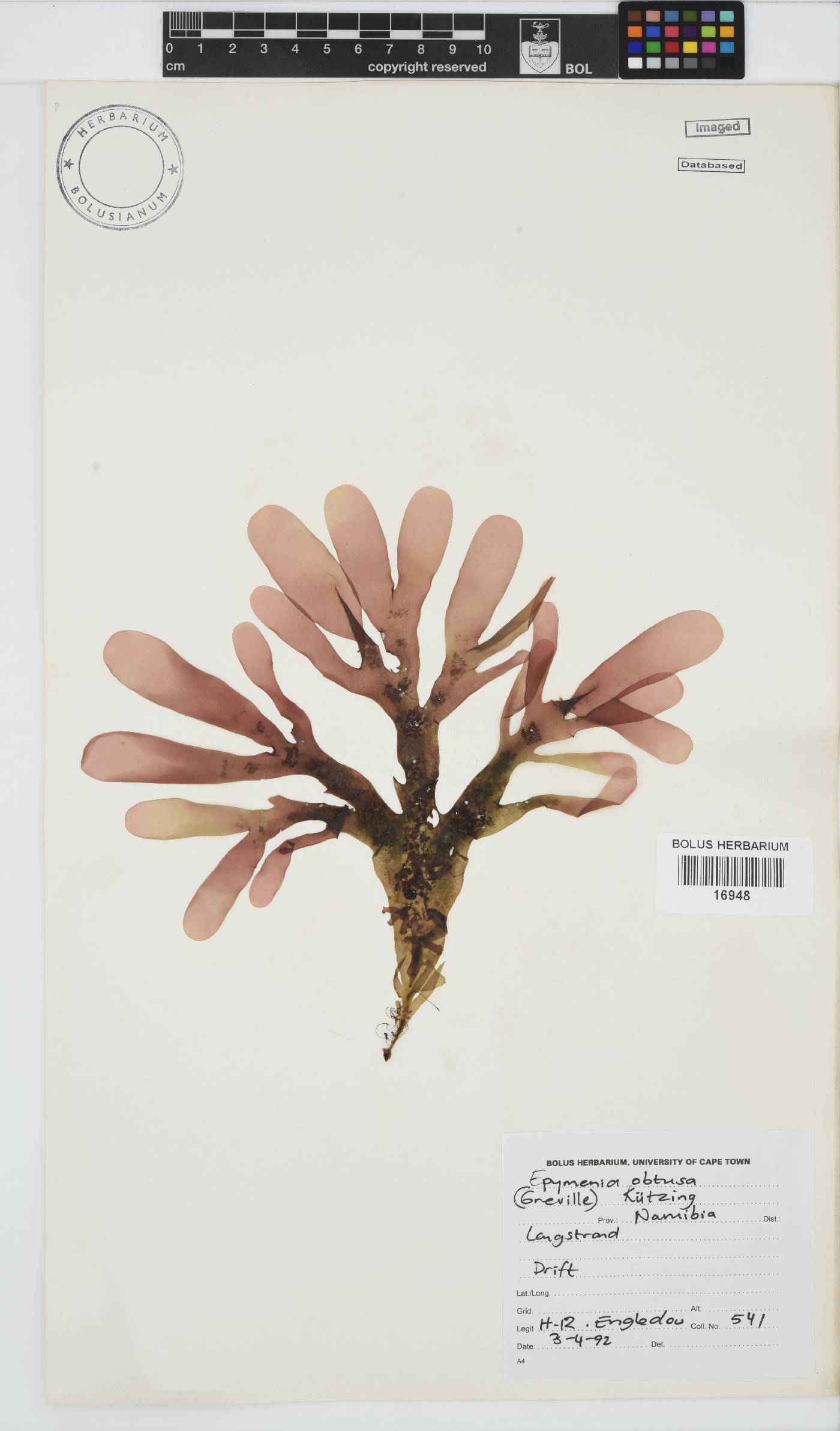 Rhodymenia obtusa image