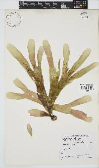 Rhodymenia obtusa image