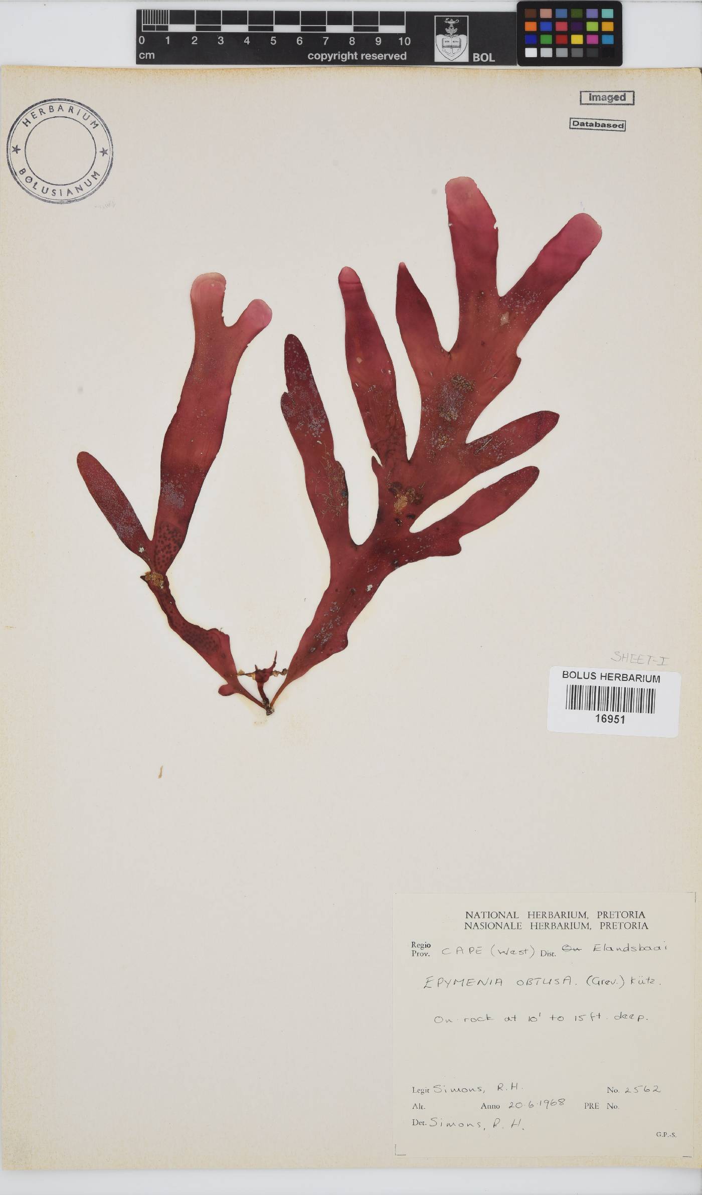 Rhodymenia image