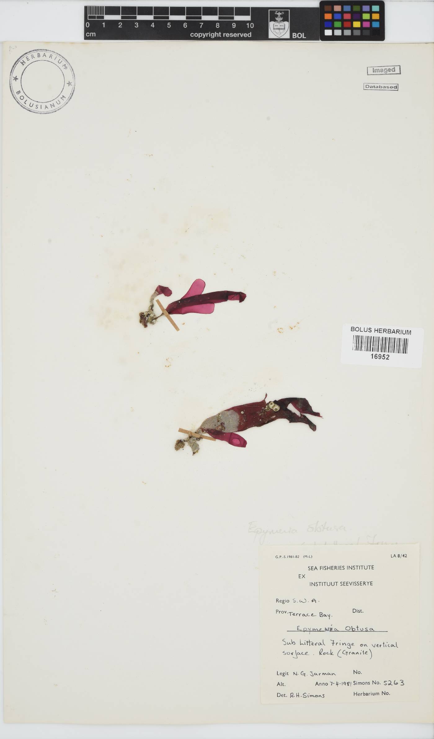 Rhodymenia obtusa image