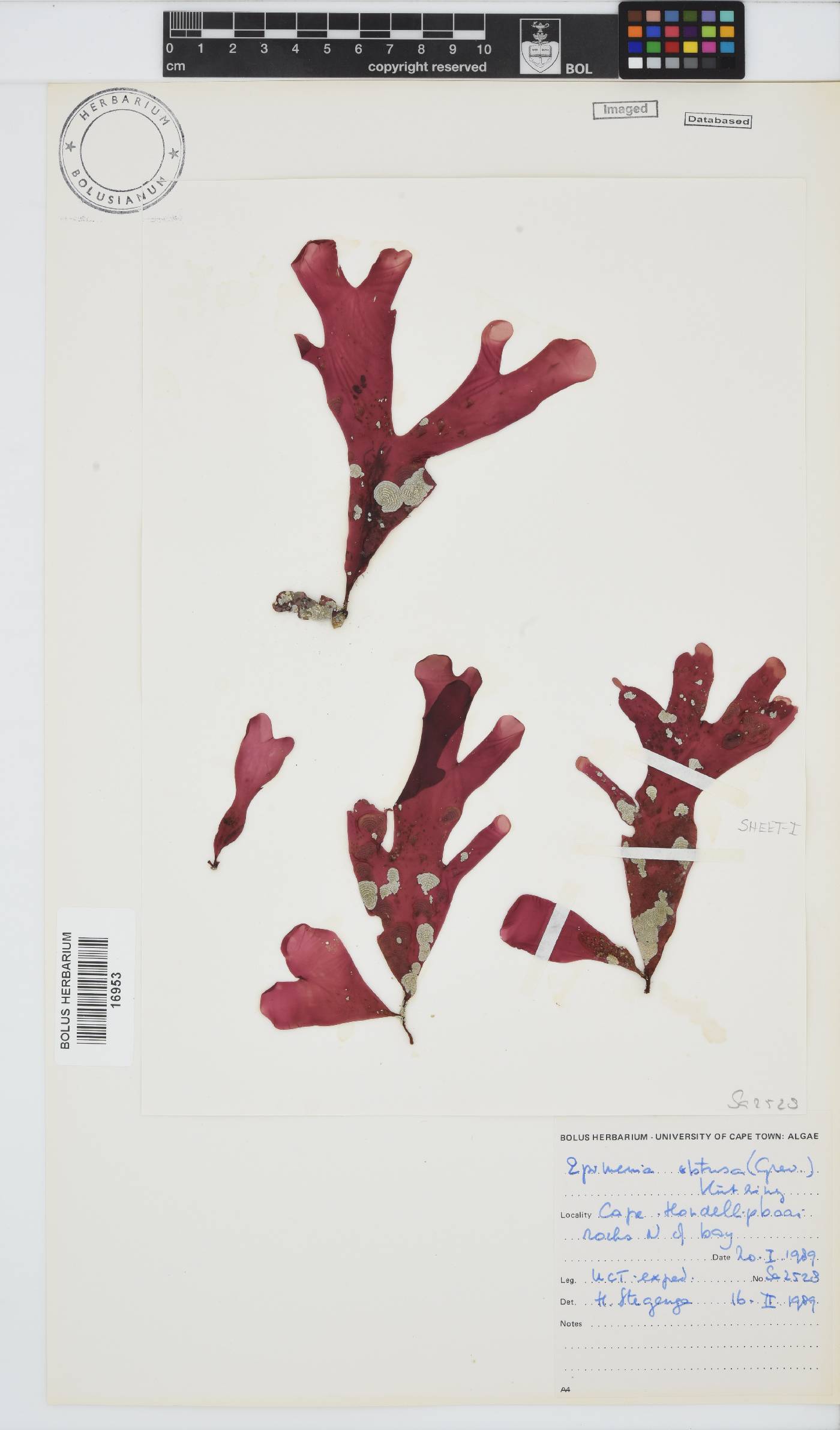Rhodymenia obtusa image