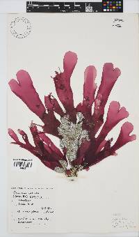 Rhodymenia obtusa image