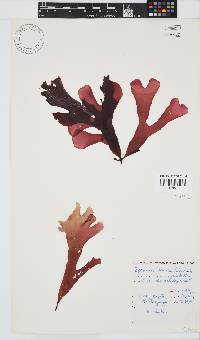 Rhodymenia obtusa image