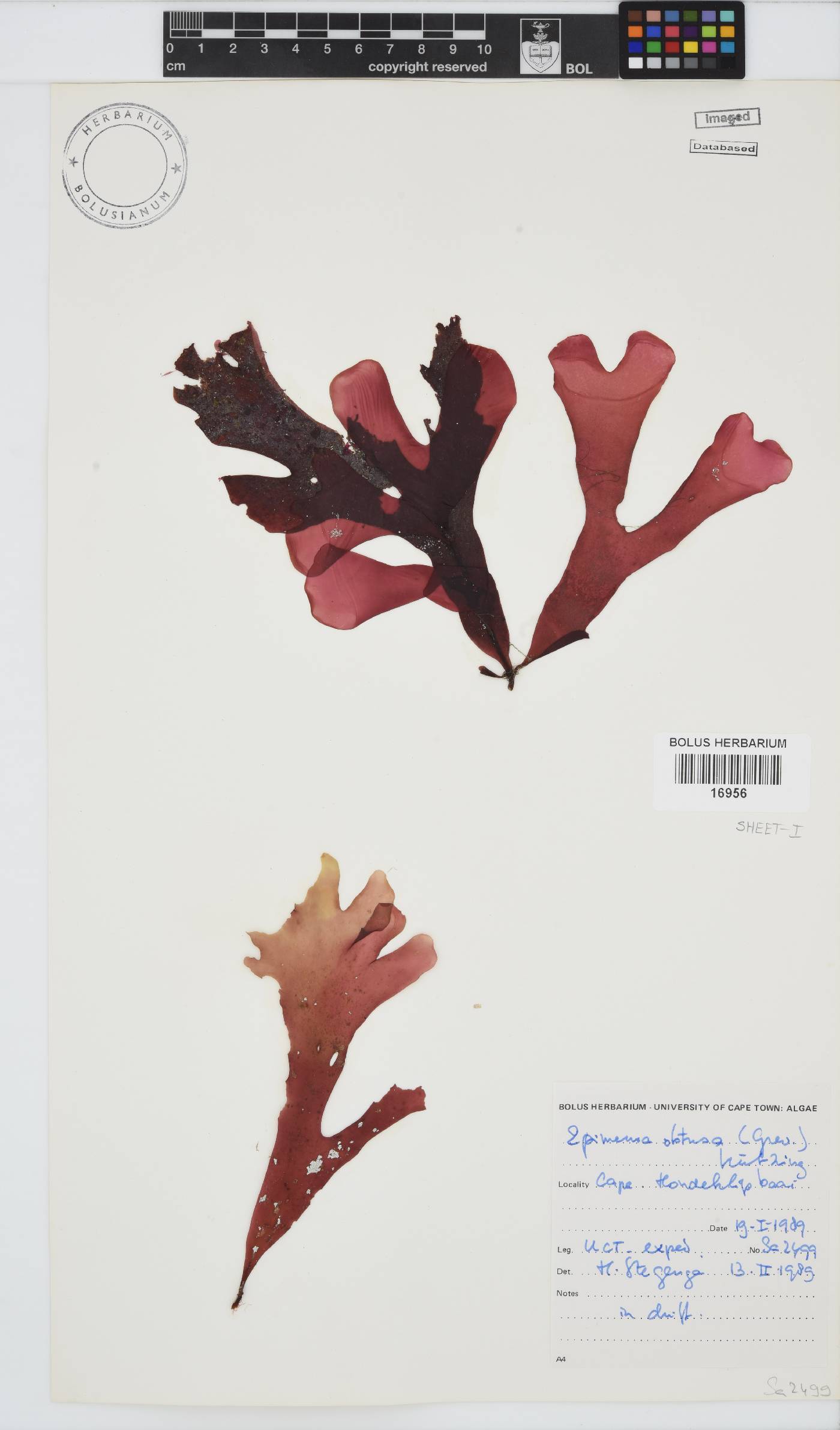 Rhodymenia image