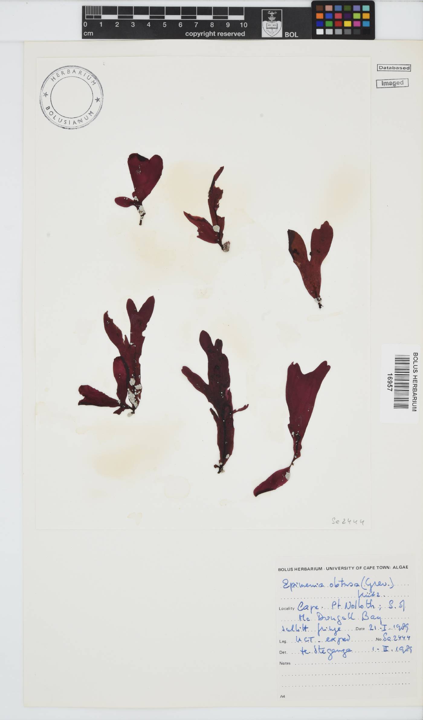 Rhodymenia obtusa image