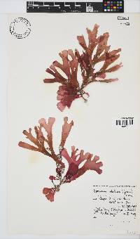Rhodymenia obtusa image