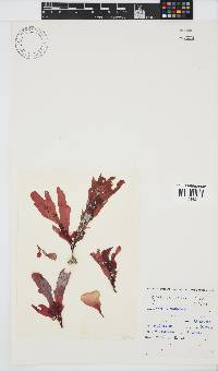 Rhodymenia obtusa image