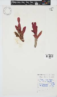 Rhodymenia obtusa image