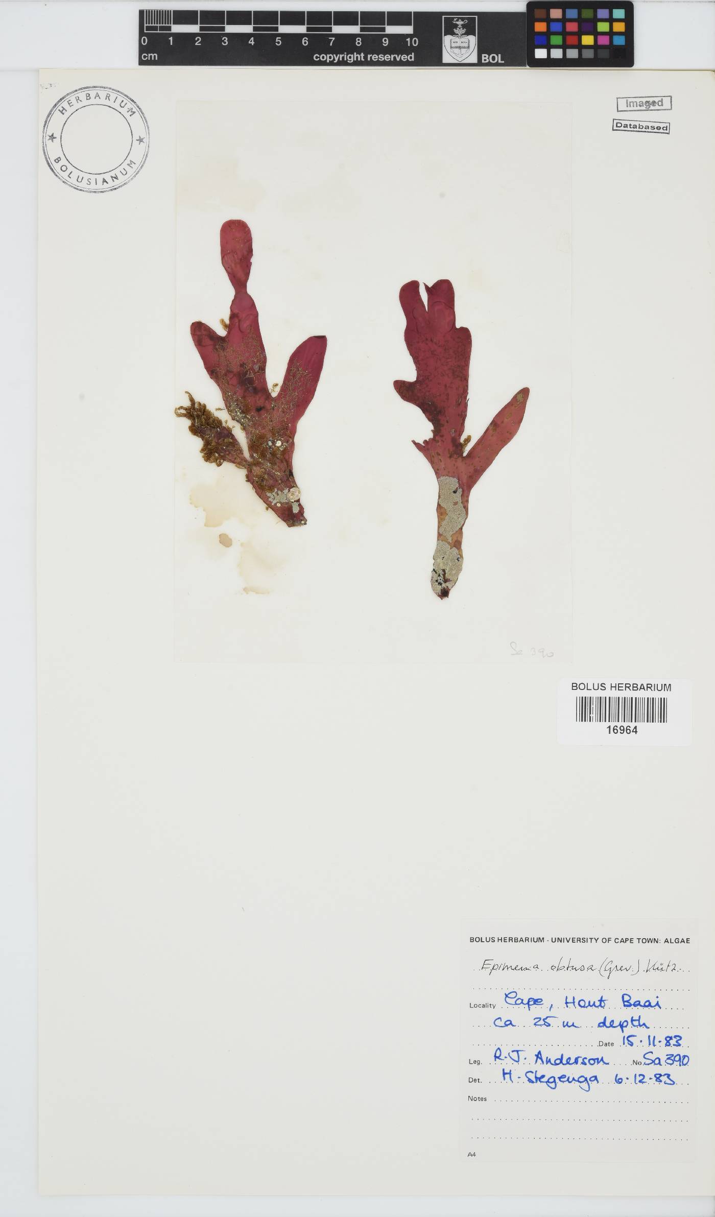 Rhodymenia image