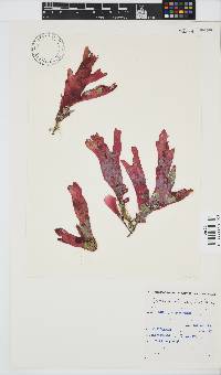 Rhodymenia obtusa image