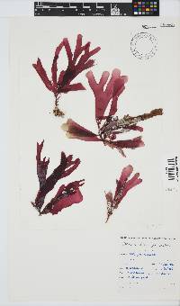 Rhodymenia obtusa image