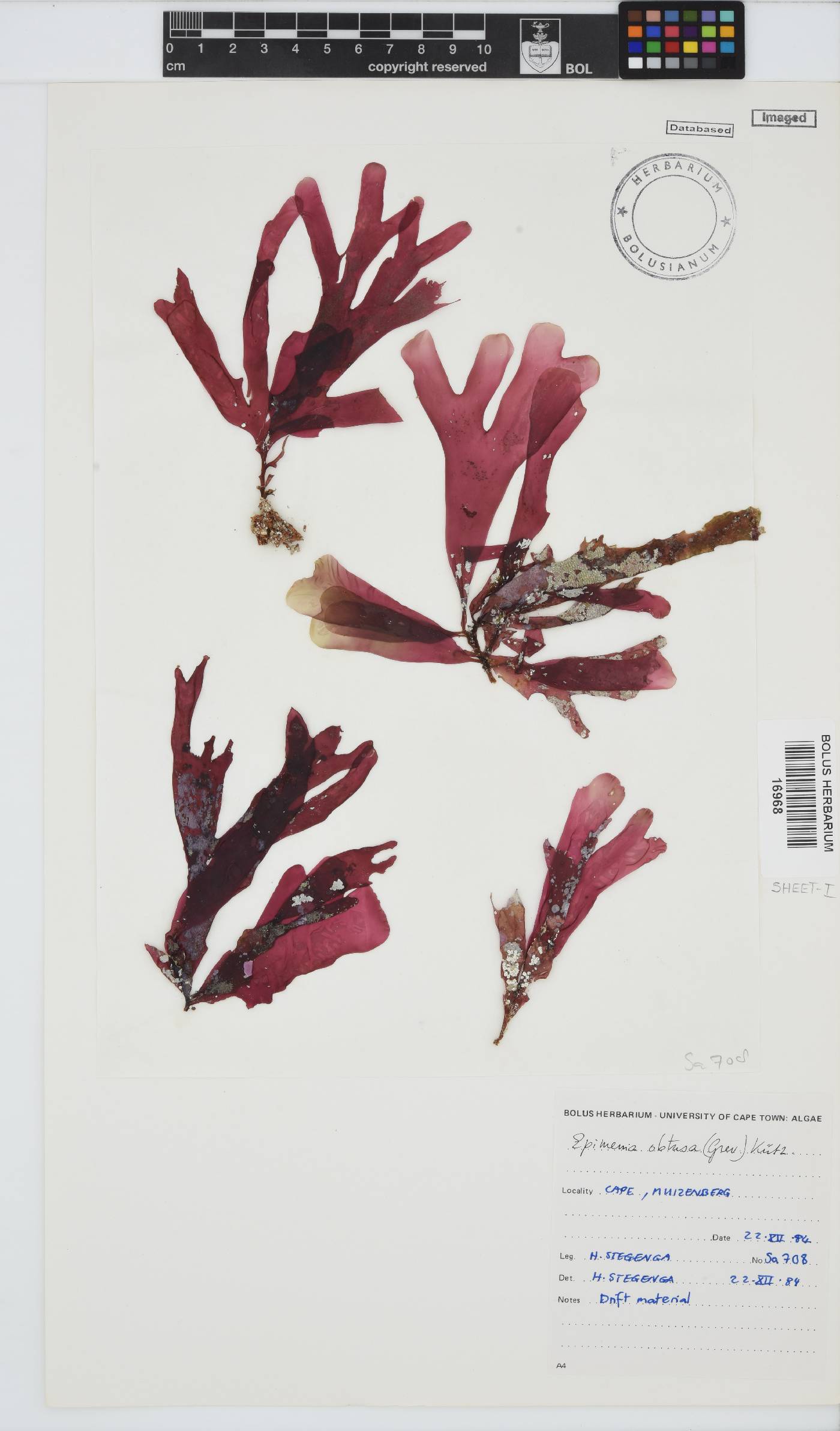 Rhodymenia obtusa image