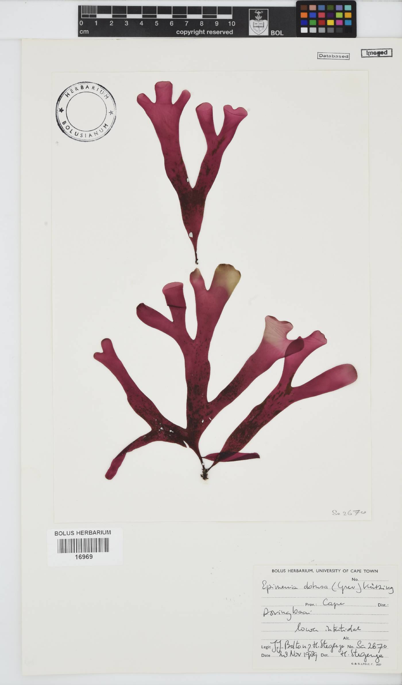 Rhodymenia image