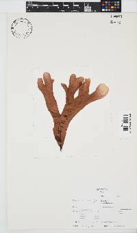 Rhodymenia obtusa image