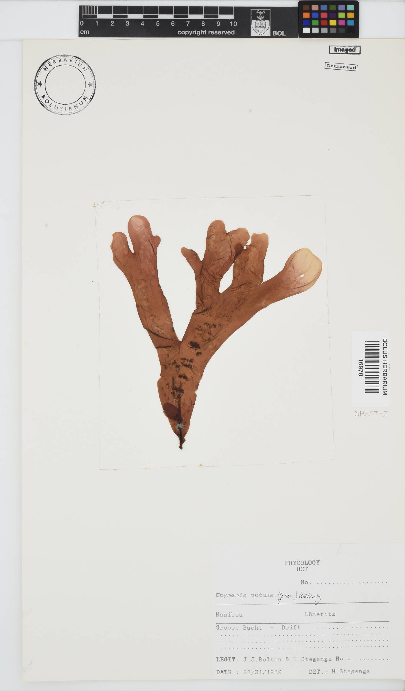 Rhodymenia obtusa image
