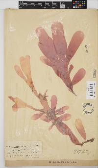 Rhodymenia obtusa image