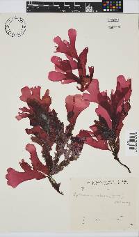 Rhodymenia obtusa image