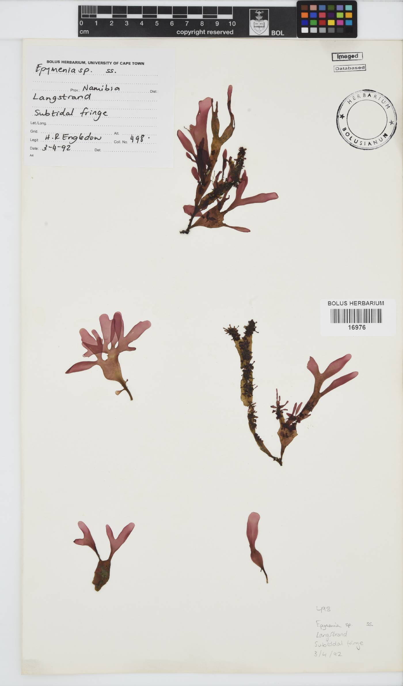 Epymenia image