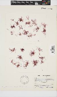 Image of Erythroclonium corallinum