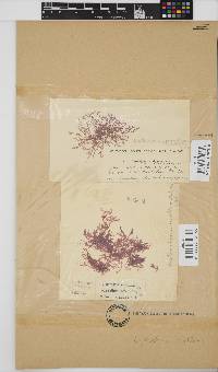 Erythroclonium corallinum image