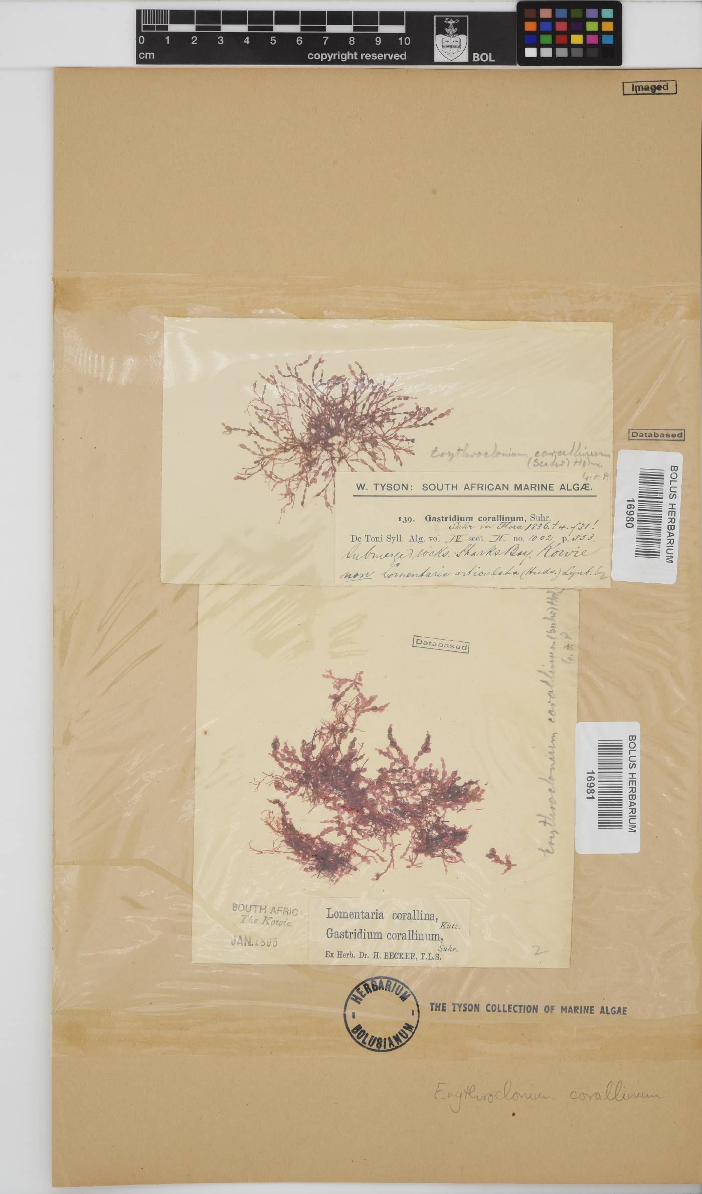 Erythroclonium corallinum image