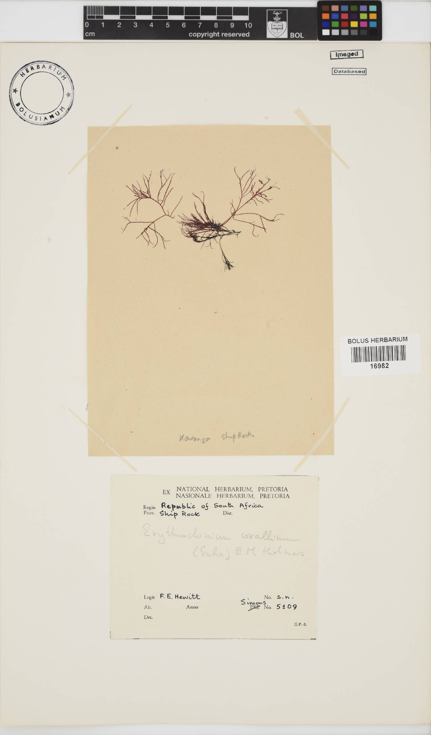 Erythroclonium corallinum image