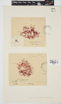 Erythroclonium corallinum image