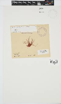Erythroclonium corallinum image