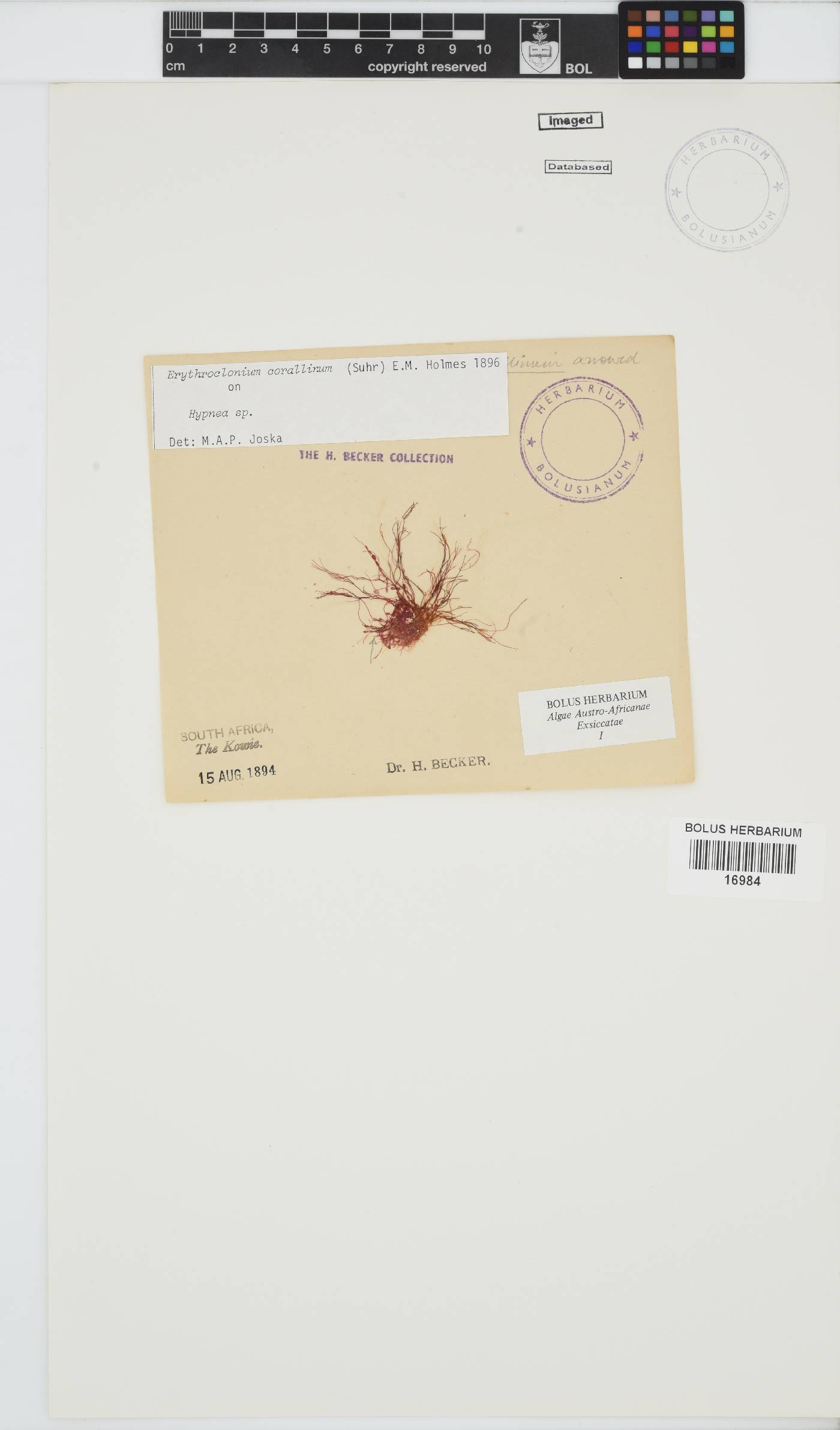 Areschougiaceae image