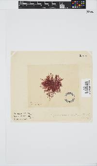 Erythroclonium corallinum image
