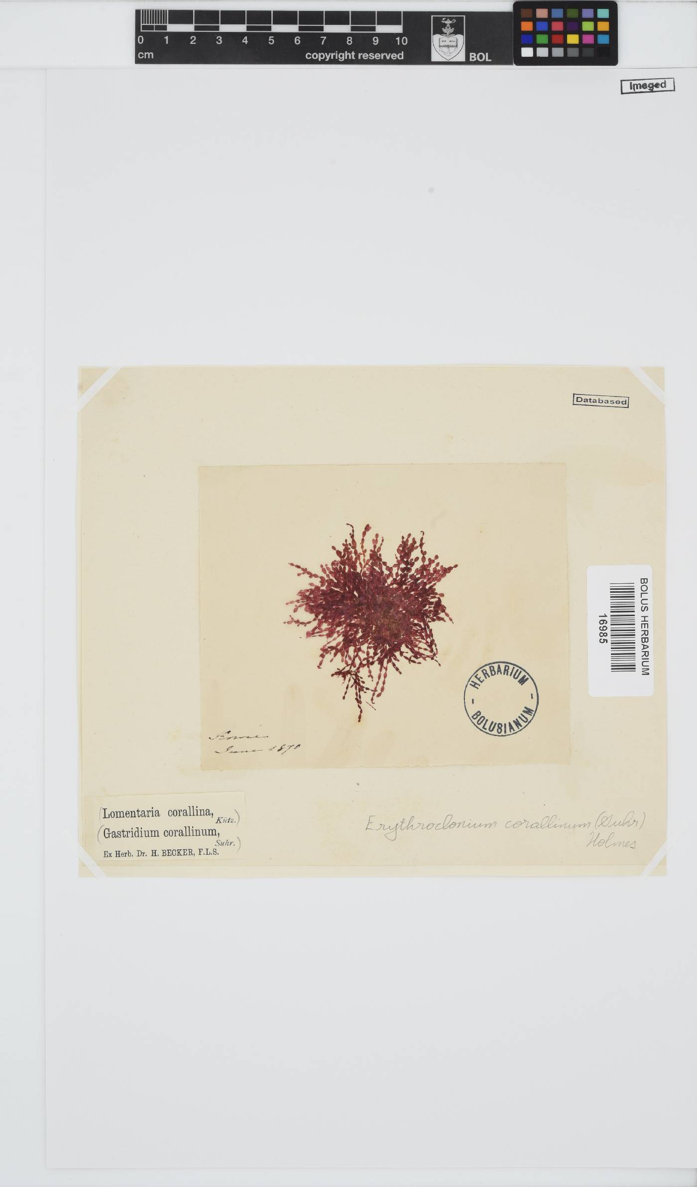 Erythroclonium image